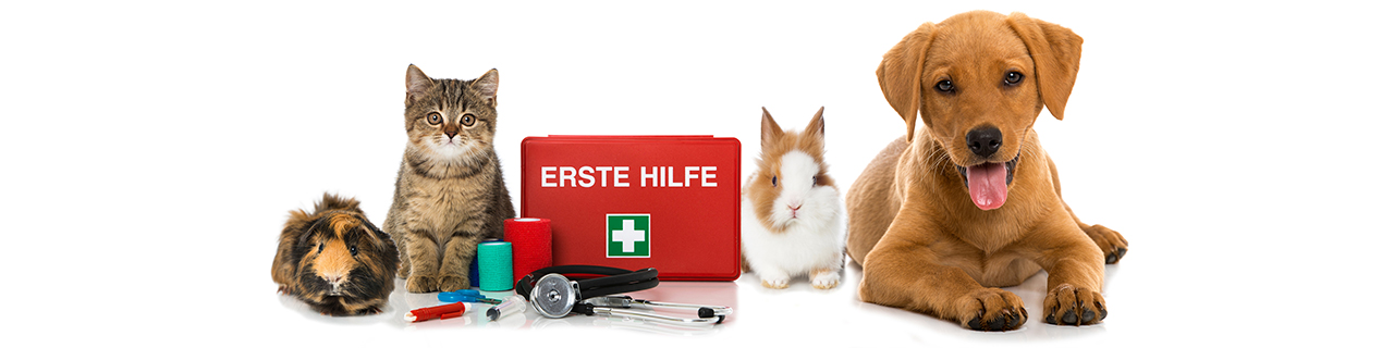 Ausbildung zum Tierarzthelfer  WIFI Tirol
